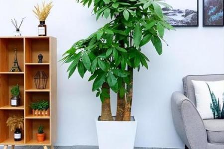 客厅植物摆放，风水摆放小常识