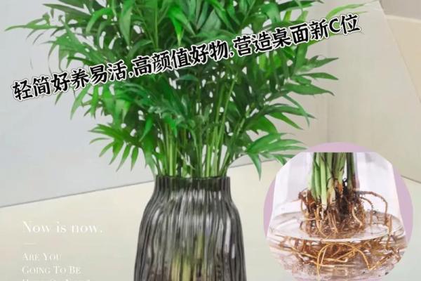 富贵椰子的风水寓意