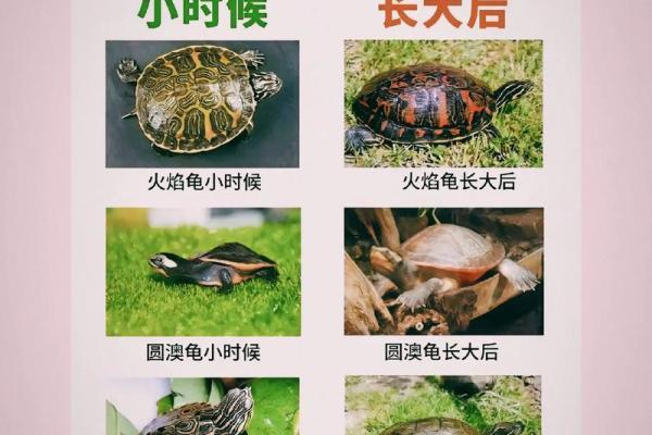 养多少只龟 养龟风水 养几只龟好 养多少只龟 养龟风水 养几只龟好