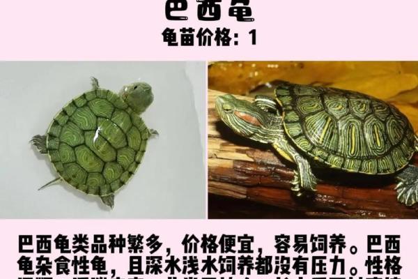 养多少只龟 养龟风水 养几只龟好 养多少只龟 养龟风水 养几只龟好