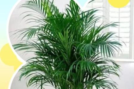 富贵椰子的风水寓意