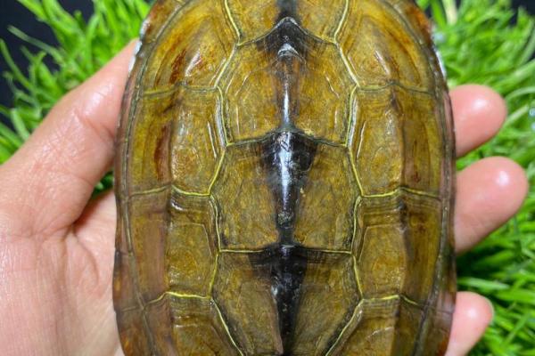 什么龟壳算命比较好 什么龟壳算命比较好