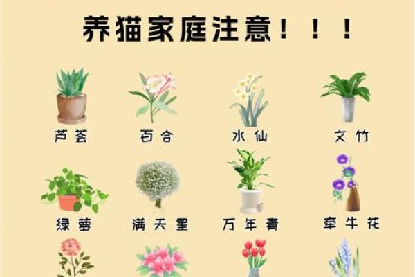 什么房子养猫更好风水好的