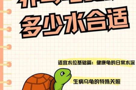 养龟风水_为什么卧室里面不能养乌龟