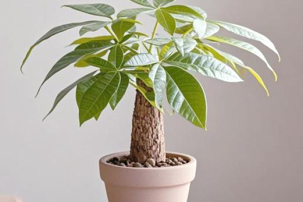 养绿萝风水 养绿萝风水