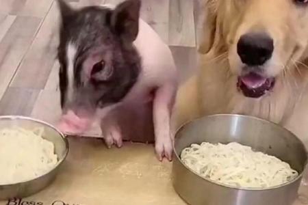 算命的说狗和猪好不好