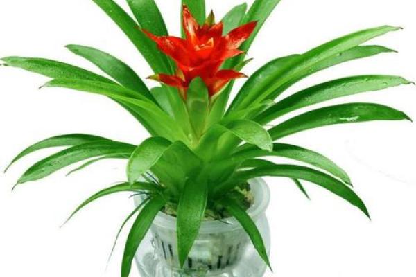 家居生活中风水植物与健康开运 家居生活中风水植物与健康开运
