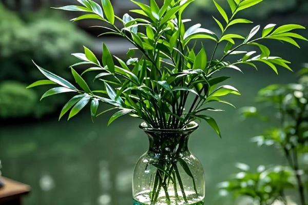 家居生活中风水植物与健康开运 家居生活中风水植物与健康开运