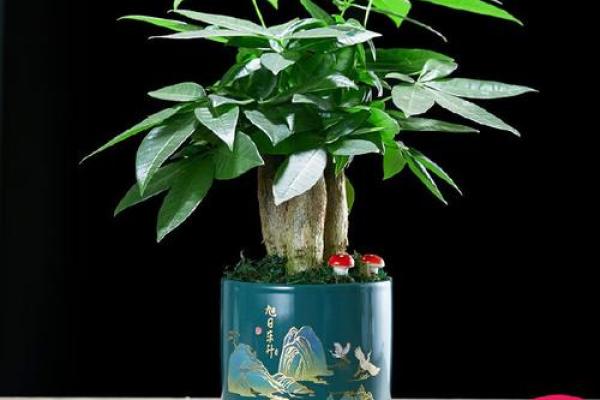 风水旺财_客厅旺财植物有哪些呢