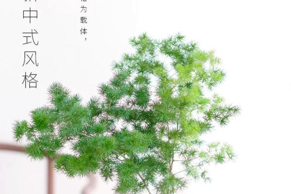 办公室风水：十二生肖最配的绿色植物有哪些？