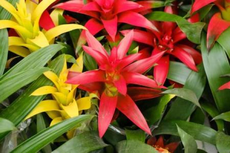 风水旺财_客厅旺财植物有哪些呢