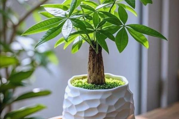 有哪些植物可以改变风水呢？