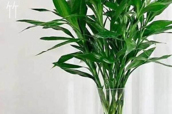 有哪些植物可以改变风水呢？