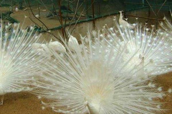 孔雀塔罗牌，孔雀 测试？