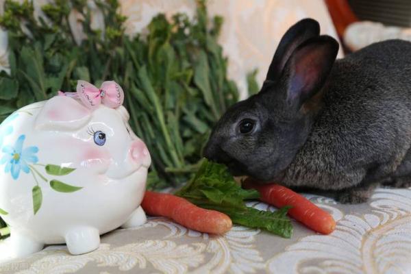 家里养兔子风水，家里养兔子风水好吗