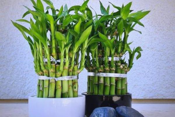 旺运风水局，如何使用植物布局