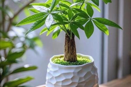 有哪些植物可以改变风水呢？