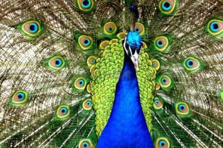 孔雀塔罗牌，孔雀 测试？