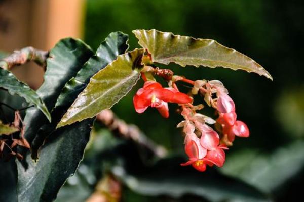 海棠花的风水_龙翅海棠开花寓意