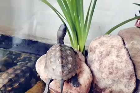 哪个生肖不宜养龟风水