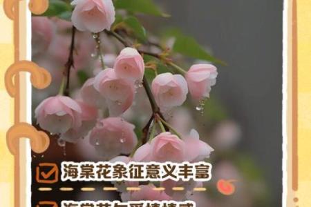 海棠花的风水_龙翅海棠开花寓意