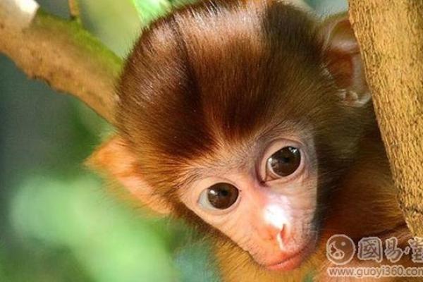 小说：高人给姚家两个新生儿算命，命格完全相反，老夫人一脸了然