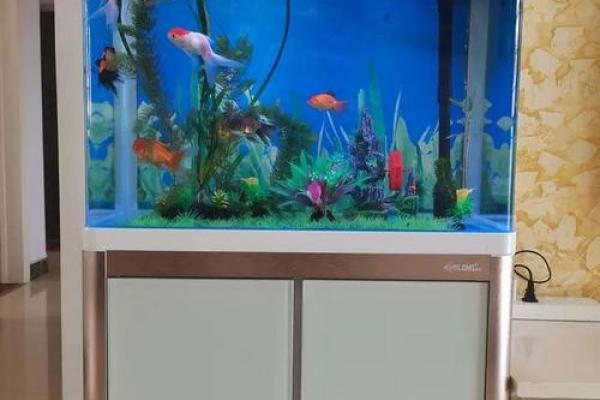 家居风水鱼缸的摆放 风水鱼养几条 家居风水鱼缸的摆放 风水鱼养几条