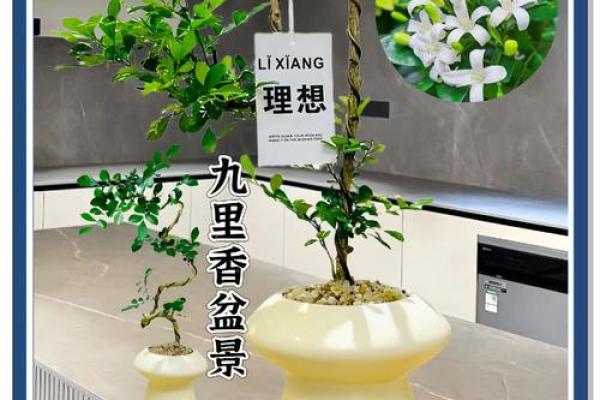 风水家里最旺财的三种树是什么 风水家里最旺财的三种树是什么