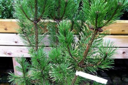 风水家里最旺财的三种树是什么