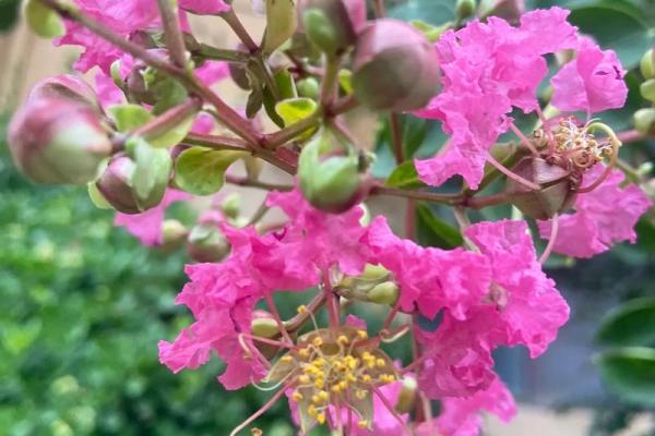 紫薇花象征着好运吗,紫薇花吉利吗