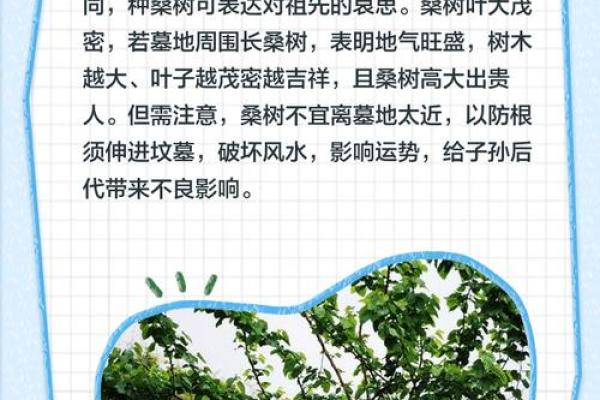 风水财运门前种树也不要种这三棵树禁忌