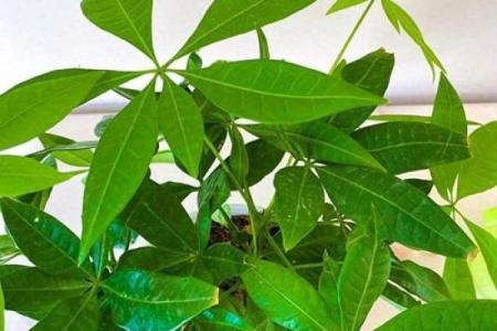 风水财运门前种树也不要种这三棵树禁忌