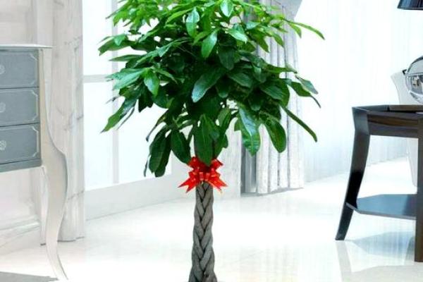 办公室风水绿植有哪些选择适合 办公室风水绿植有哪些选择适合