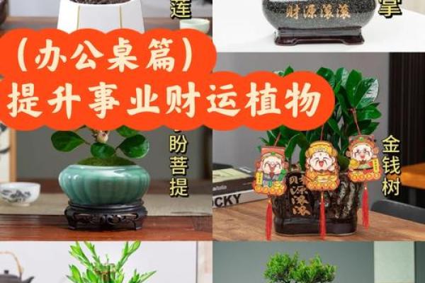 办公室风水绿植有哪些选择适合 办公室风水绿植有哪些选择适合