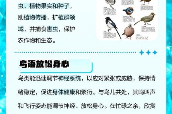看到喜鹊为什么不吉利风水观点 看到喜鹊为什么不吉利风水观点