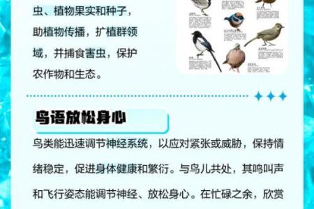 看到喜鹊为什么不吉利风水观点