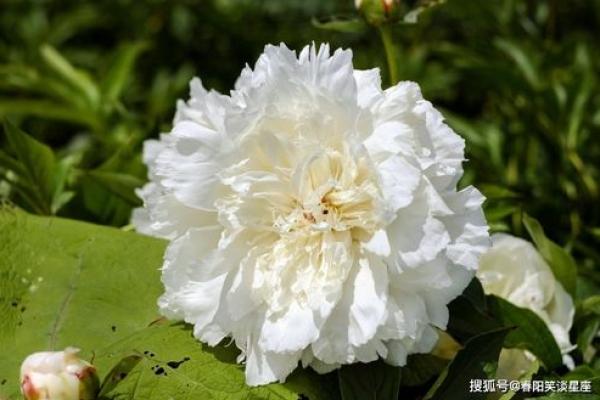 关公灵签第3签问姻缘