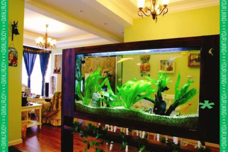 办公室风水鱼缸的摆放禁忌 鱼的数目也是有讲究的