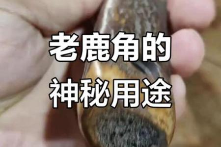 鹿角的风水
