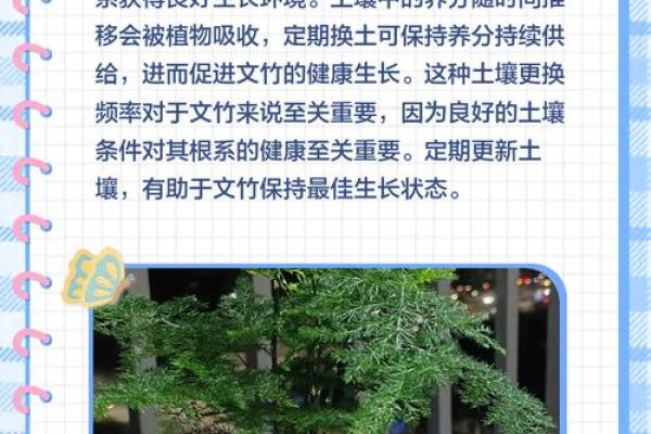 风水价值,为啥家里不能养文竹 风水价值,为啥家里不能养文竹