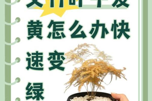 风水价值,为啥家里不能养文竹 风水价值,为啥家里不能养文竹