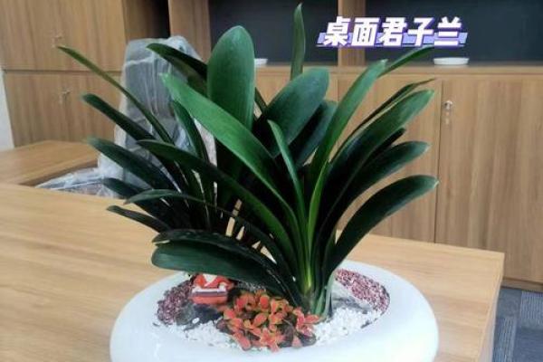 办公室养什么花风水最好适合摆放 办公室养什么花风水最好适合摆放