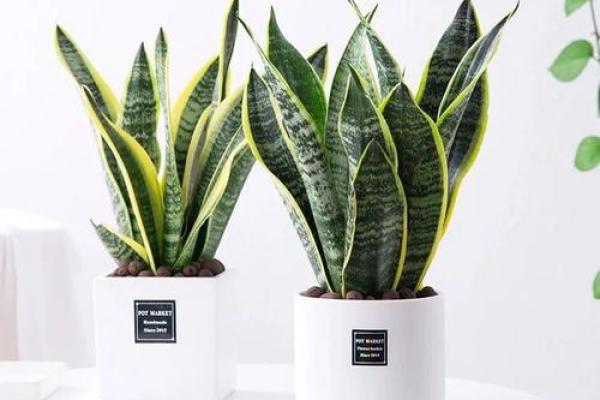 办公室养什么花风水最好适合摆放 办公室养什么花风水最好适合摆放