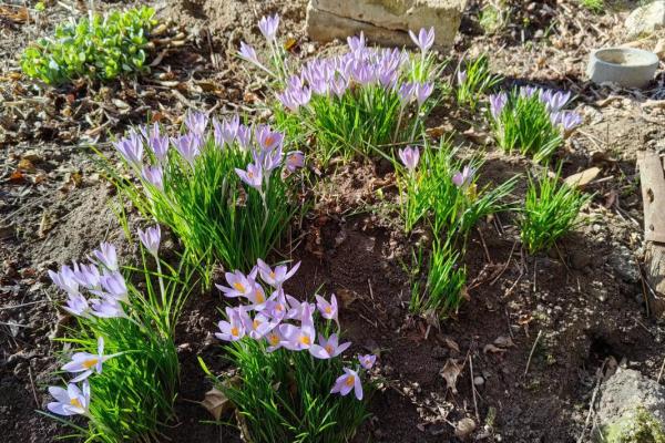 风水院子_韭菜种在院子有甚么寓意 风水院子_韭菜种在院子有甚么寓意