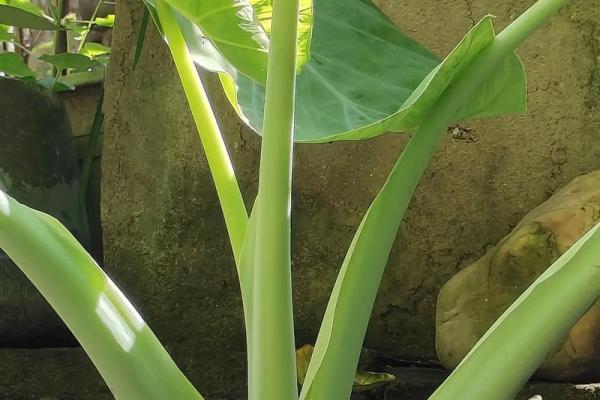 风水院子_韭菜种在院子有甚么寓意 风水院子_韭菜种在院子有甚么寓意