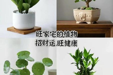 家庭绿植风水 家庭绿植风水好