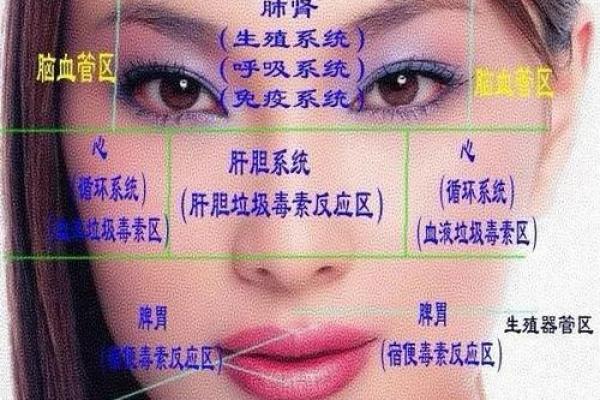 风水解析下垂眼的人性格特征 风水解析下垂眼的人性格特征