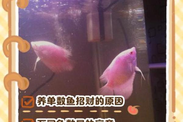 三的风水_鱼盆养几条鱼好 三的风水_鱼盆养几条鱼好