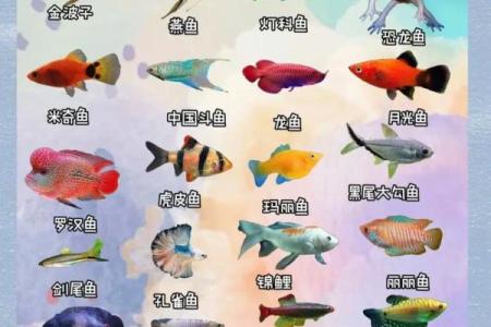 三的风水_鱼盆养几条鱼好