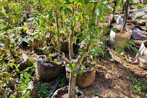 风水的树_大叶榕是吉树还是凶树